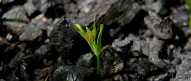 01_Biochar_03.webp