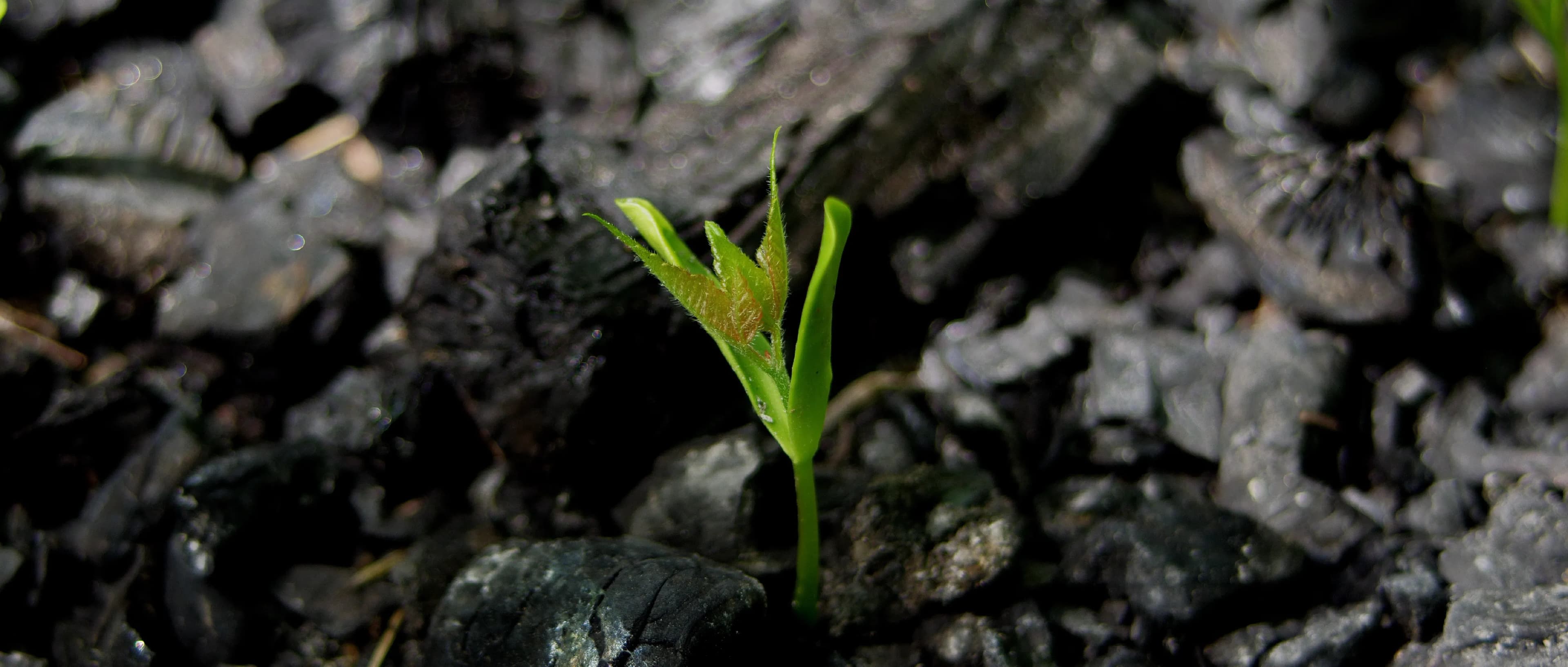 01_Biochar_03.webp