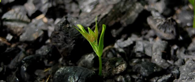 01_Biochar_03.webp