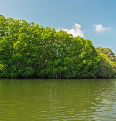 Sri lanka Eastern mangro banner.webp