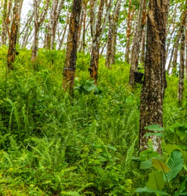 RRISL_banner 01.webp