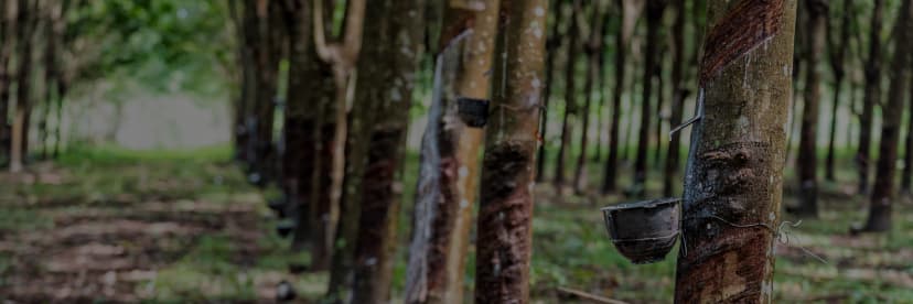 01_Rubber plantaion.webp