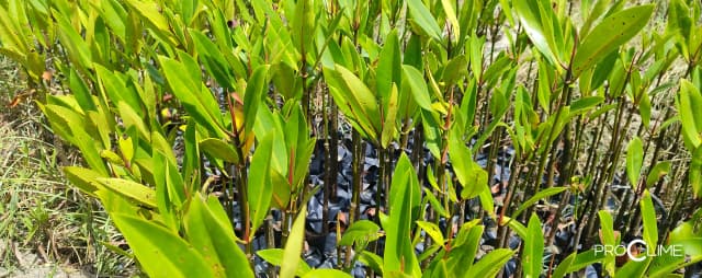 ECM Project impact-04.webp