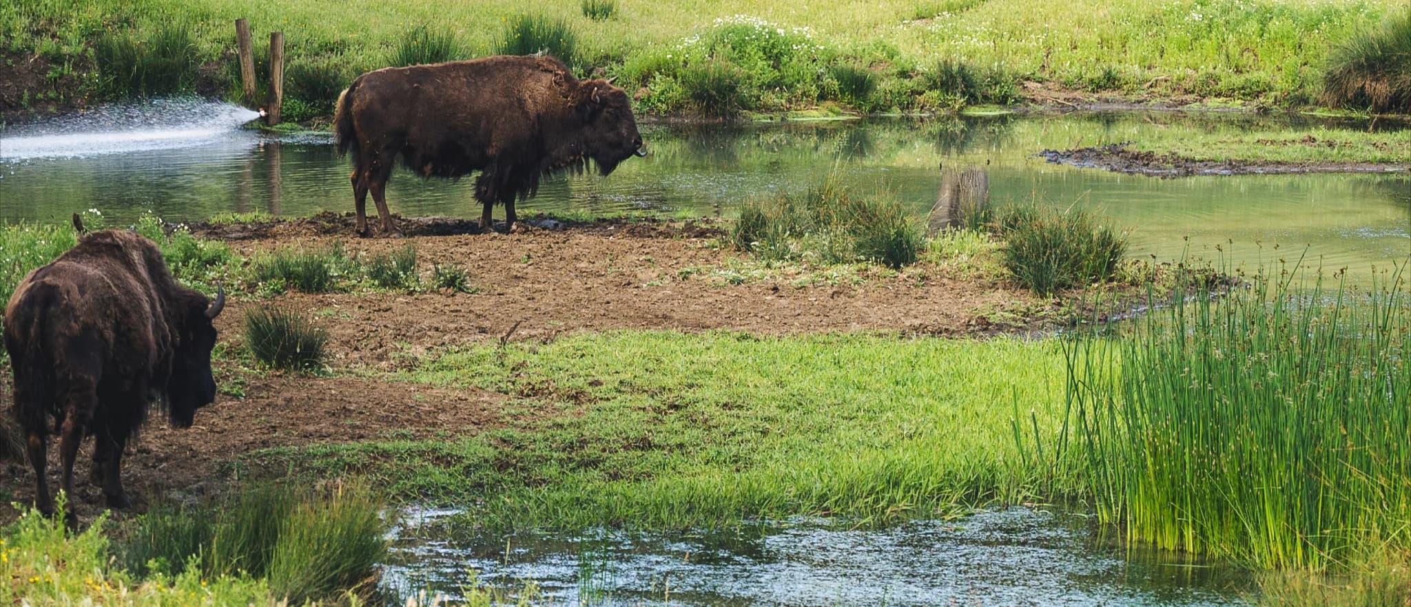 Grassland image_01.webp
