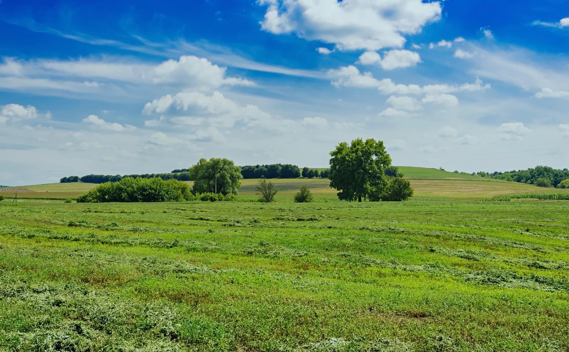 Grassland image_02.webp