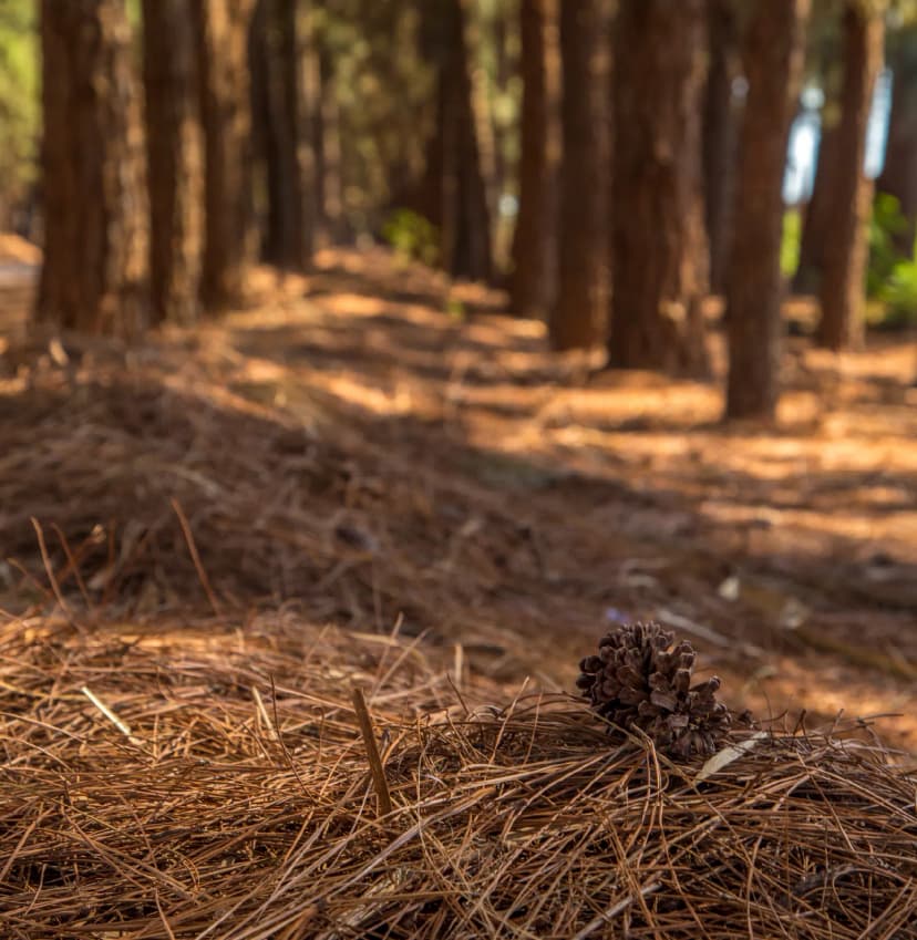 HIM Biochar_Overview.webp