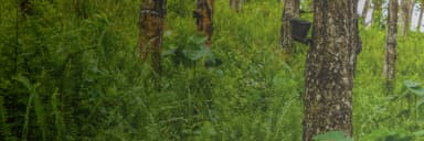 RRISL_banner 01.webp