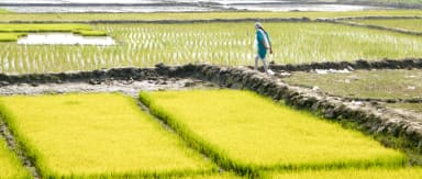 Up Farm.webp