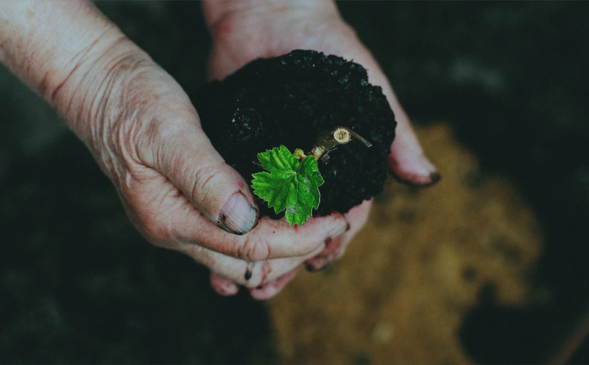 waste to Biochar_03.webp