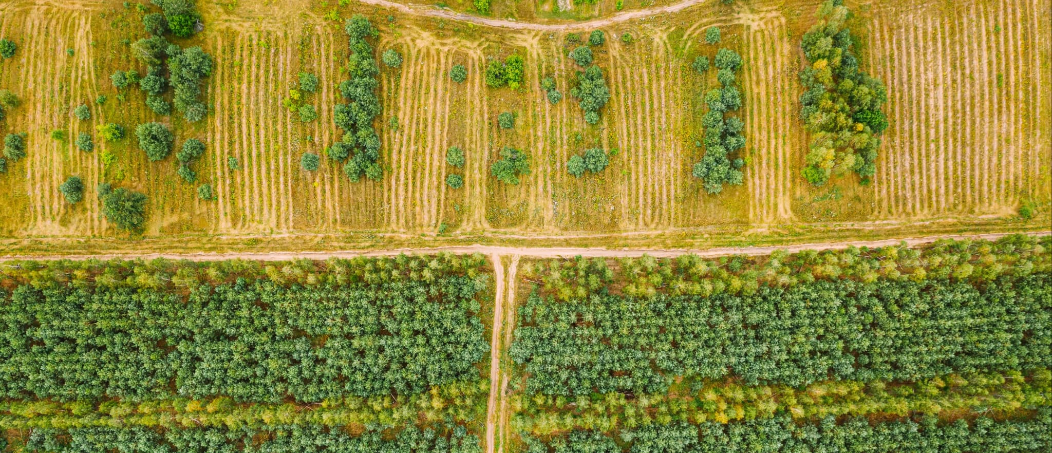 01_Afforestation, Reforestation and Revegetation  Image_01.webp