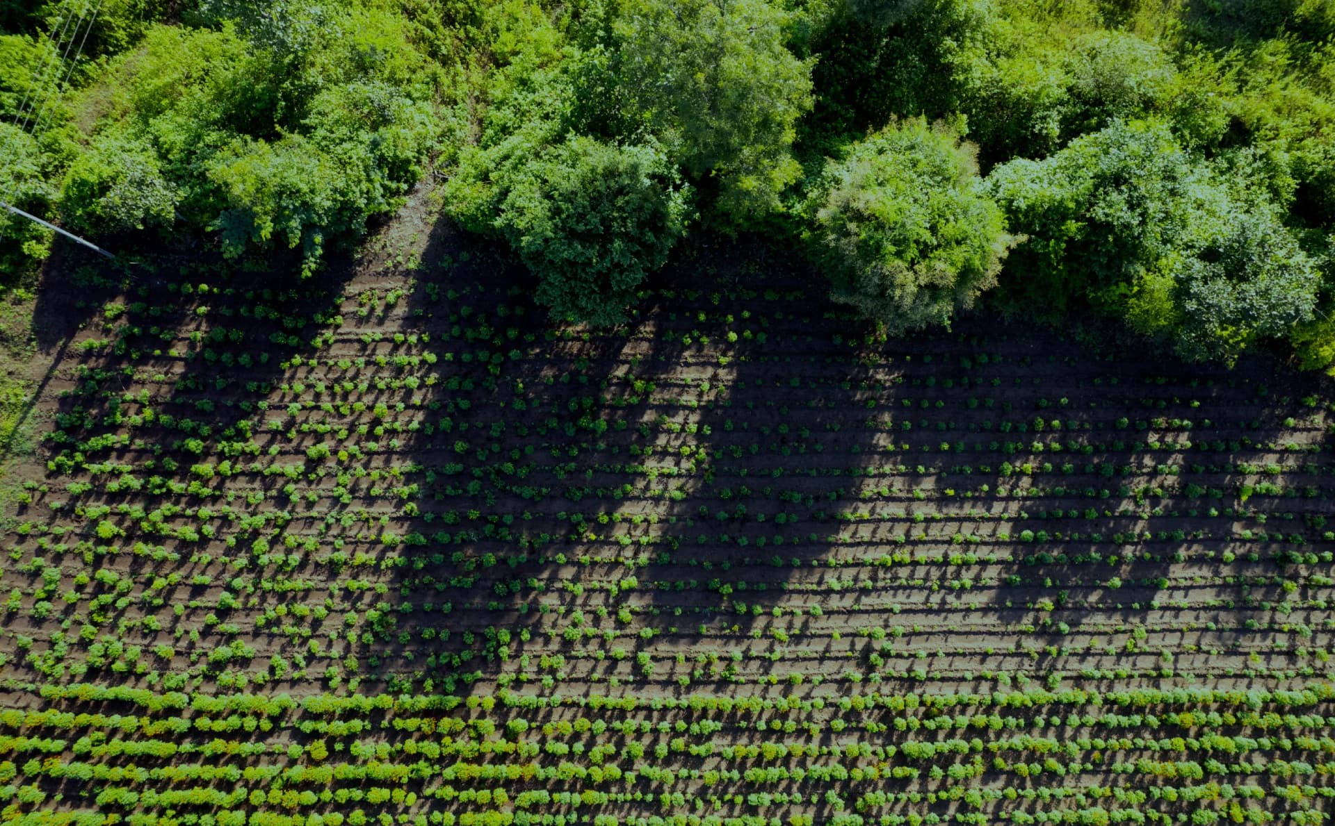 01_Afforestation, Reforestation and Revegetation  Image_03.webp