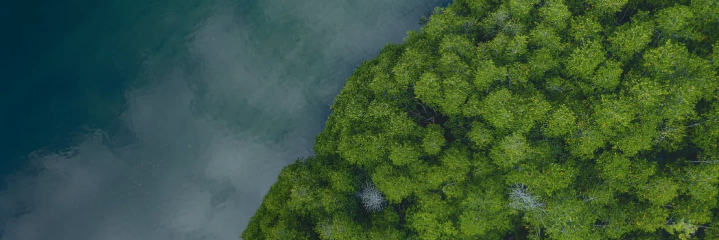 01_Mangroves Afforestation, Reforestation and Conservation Hero banner_01.webp