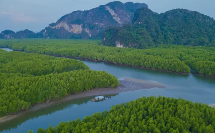 01_Mangroves Afforestation, Reforestation and Conservation Hero banner Image_01 copy.webp