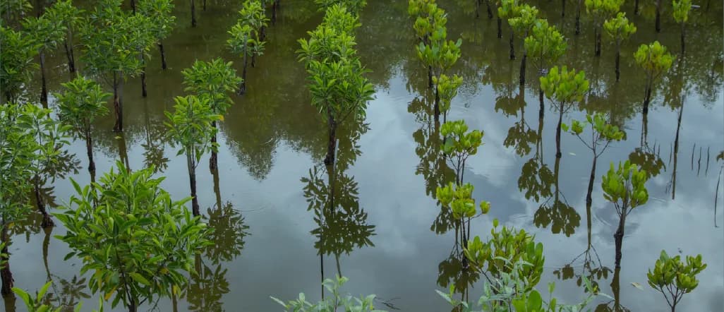 01_Mangroves Afforestation, Reforestation and Conservation Hero banner Image_01.webp