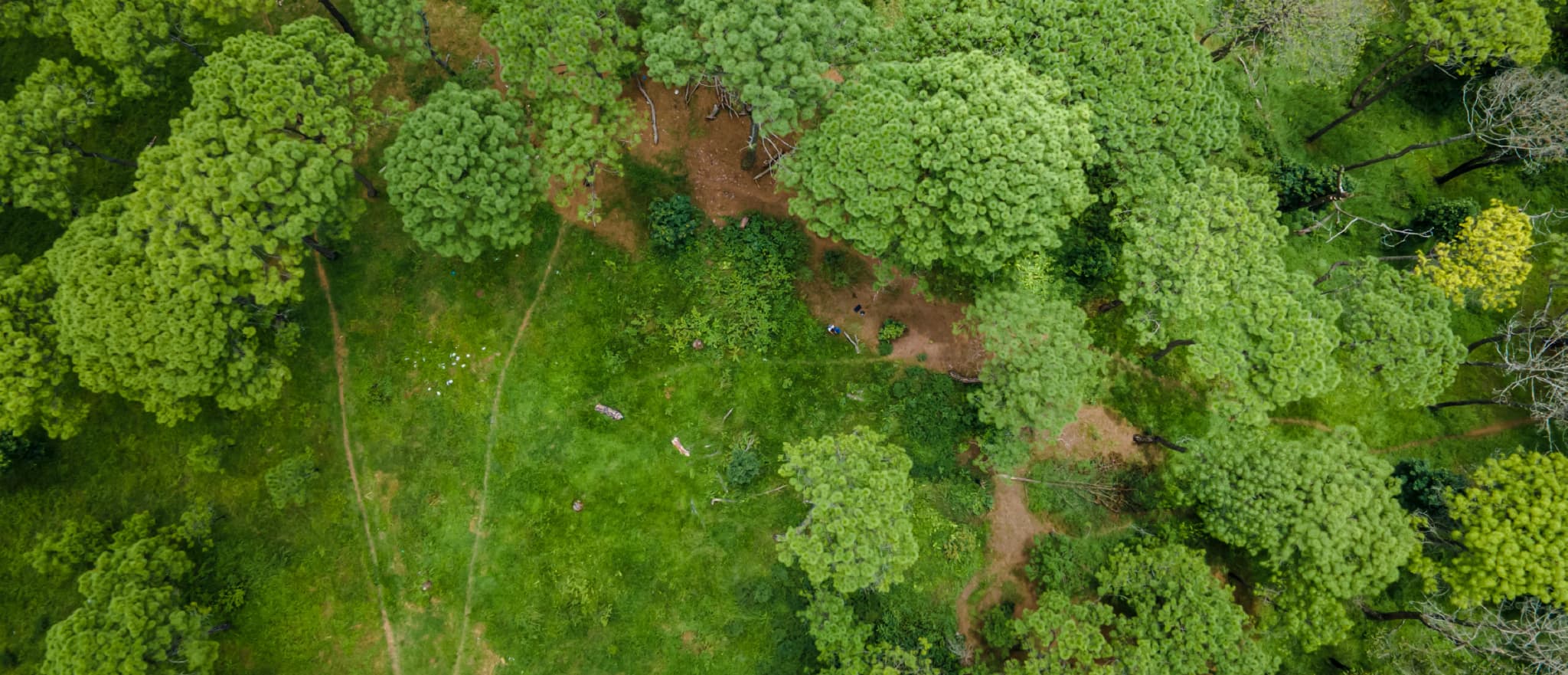 01_Reduced Emissions from Deforestation and Degradation Image.webp