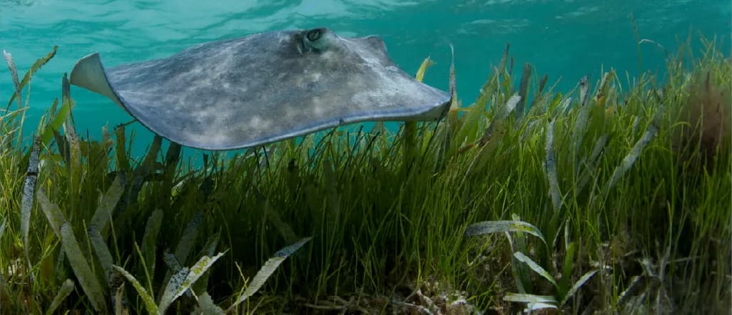 01_Seagrass Restoration and Conservation Image_01 copy.webp