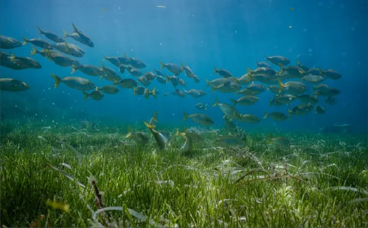 01_Seagrass Restoration and Conservation Image_032.webp