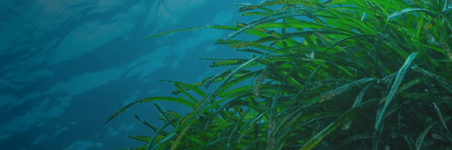 01_Seagrass Restoration and Conservation Image_05.webp