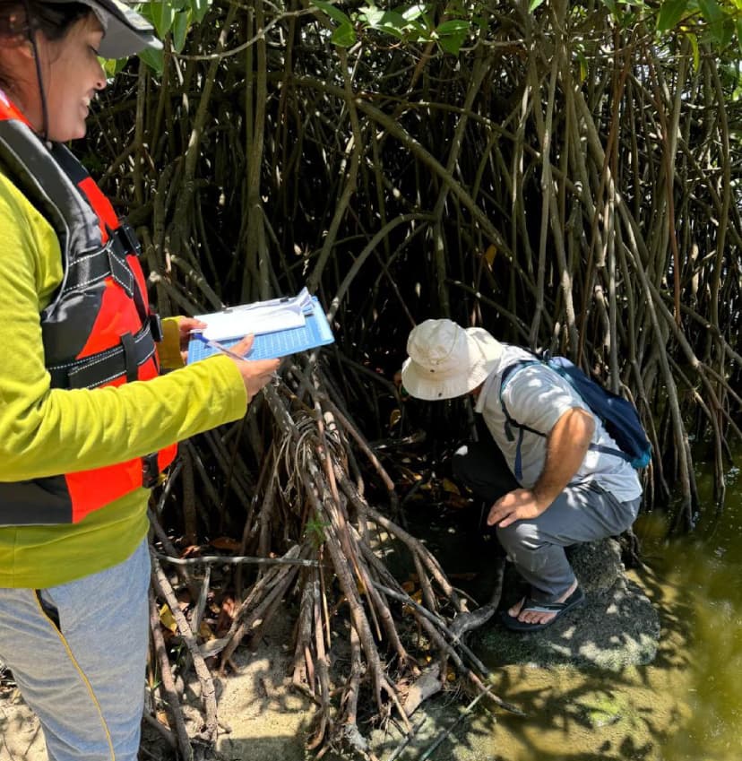 Sri lanka Eastern mangro_01.webp