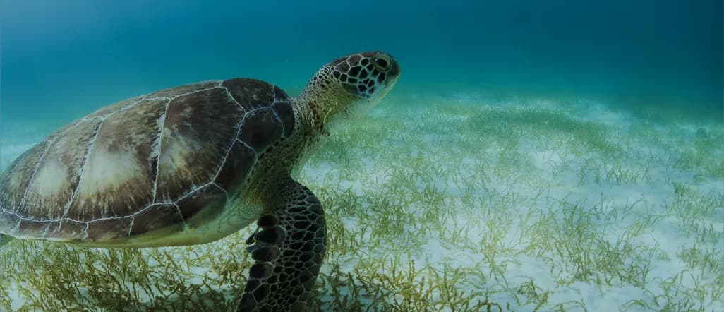 01_Tidal, Estuarine & Brackish Water Ecosystems_image 01.webp