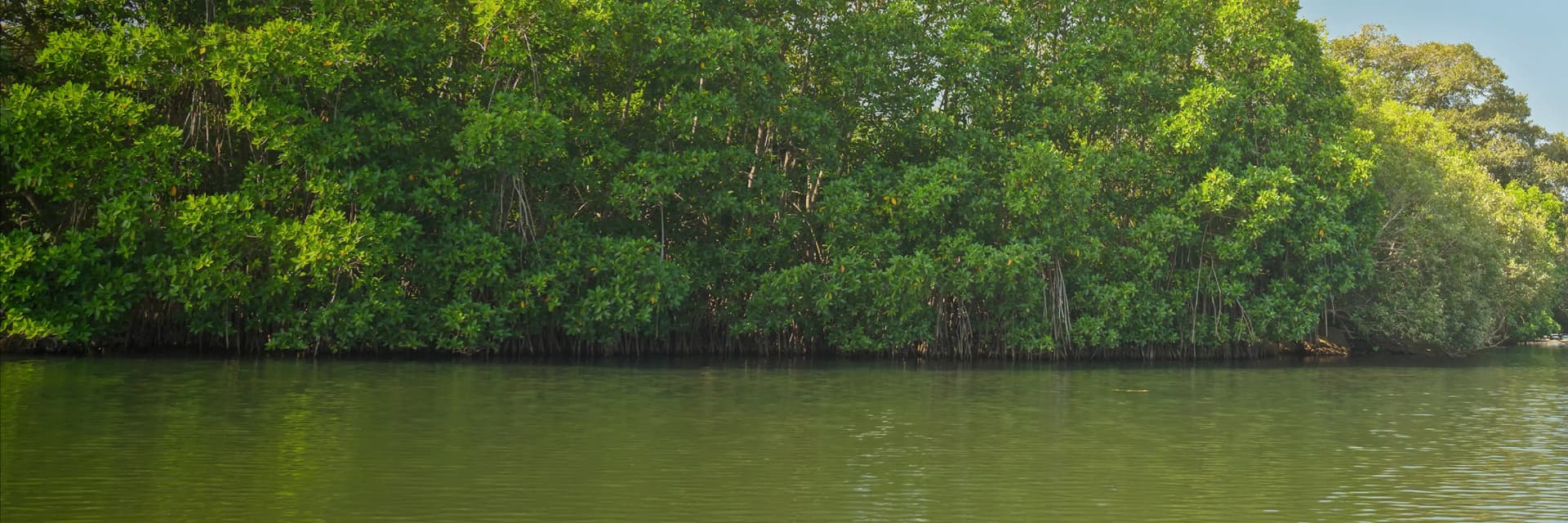 Sri lanka Eastern mangro banner.webp
